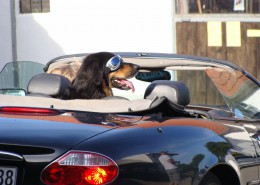 Hund im Auto