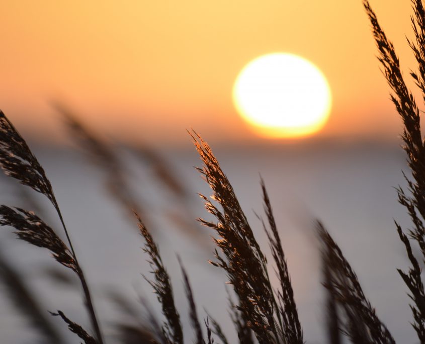 reed-2958469 Sonnenuntergang am Meer