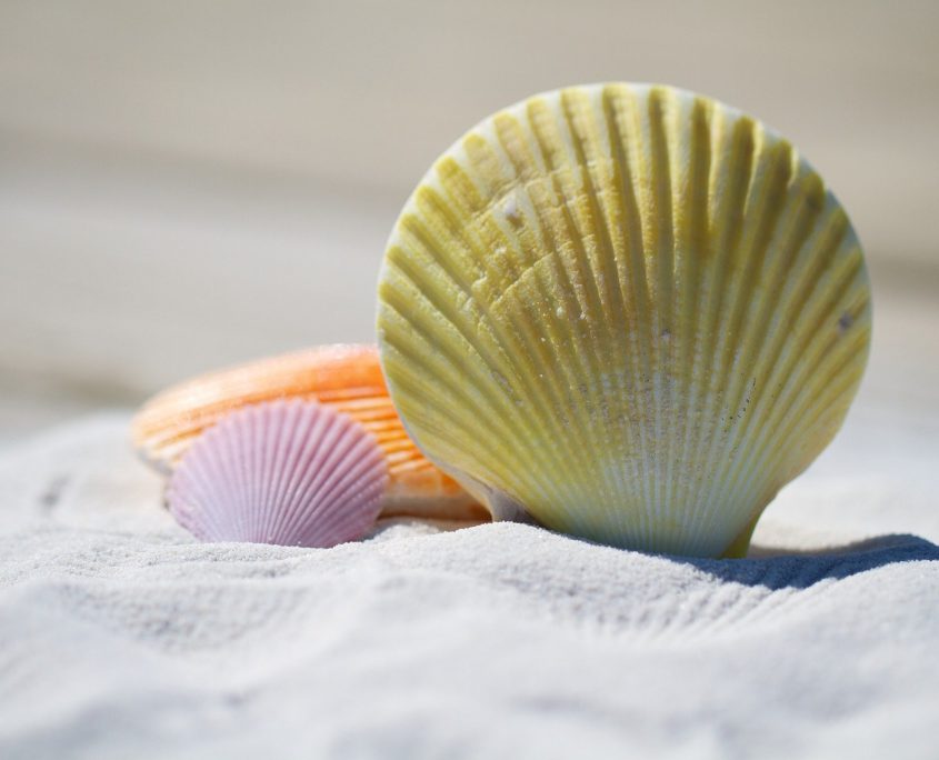 Muscheln im Sand